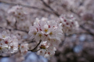 桐生園の桜20160406