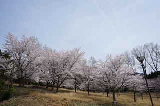 桐生園の桜2016040602