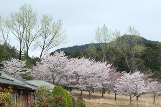 桐生園の桜20160404-1