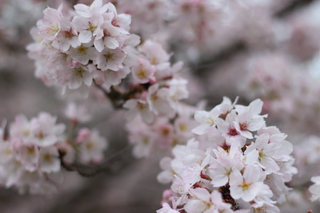 桐生園の桜20160404-2